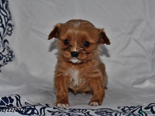 Cavapoo dogs for sale: Ivy - Ad 1