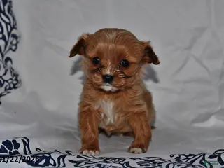 Cavapoo dogs Ivy - Ad 12