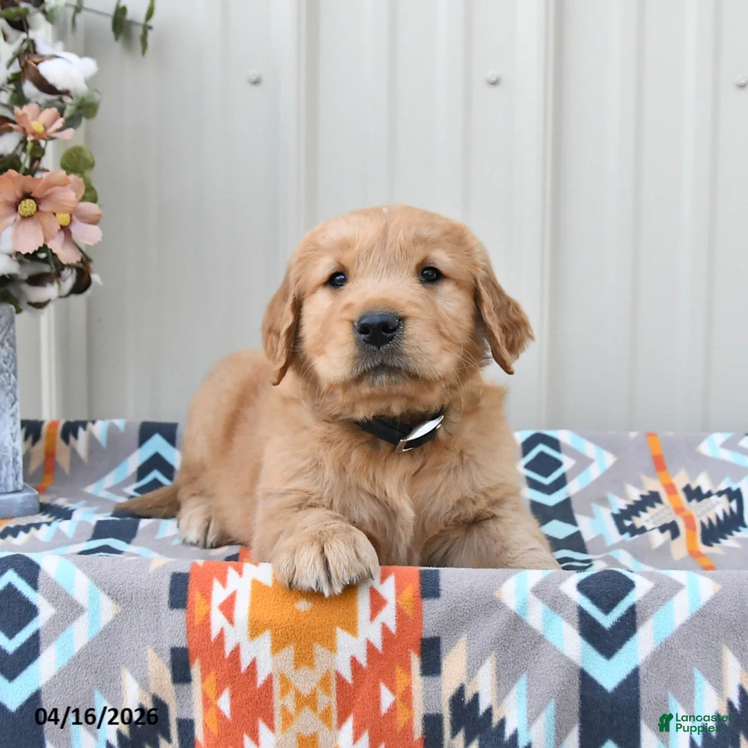 Golden Retriever dogs for sale: Gus - Ad 2