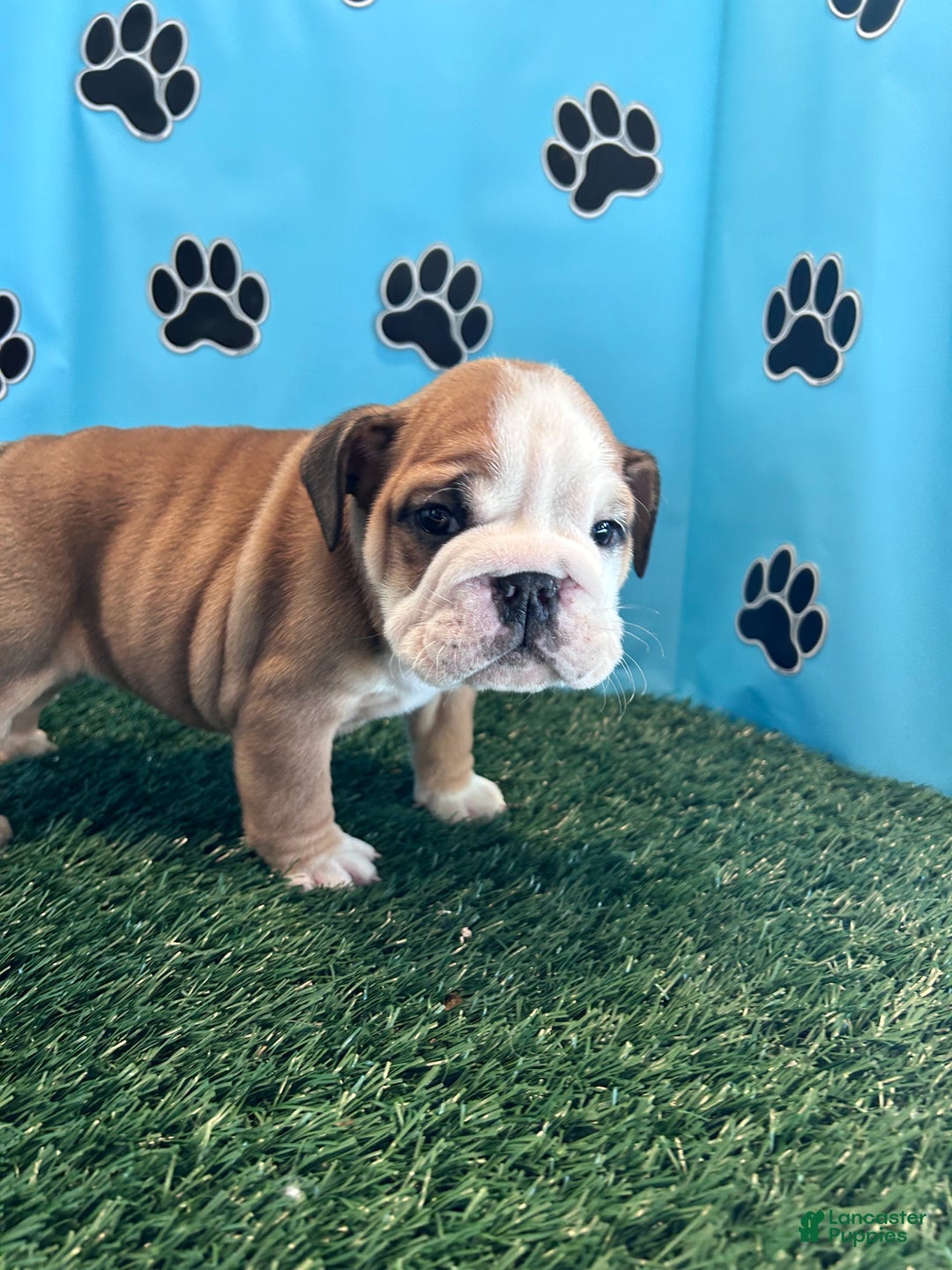 English Bulldog dogs for sale: NATASHA - Ad 4