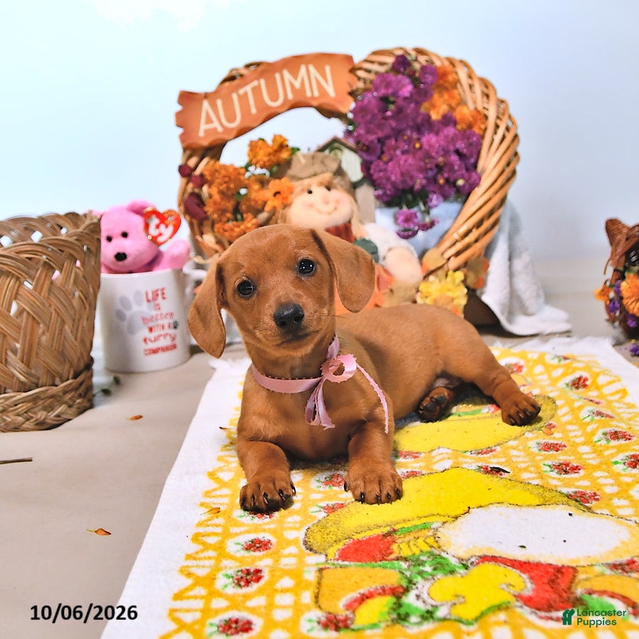 Dachshund dogs Myra - Ad 2