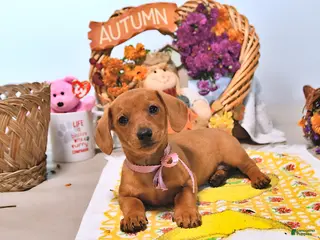 Dachshund dogs Myra - Ad 2