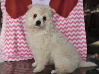 American Eskimo dogs Lily - Ad 15