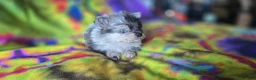 Pomeranian dogs for sale: Xavier Teacup  - Ad 7