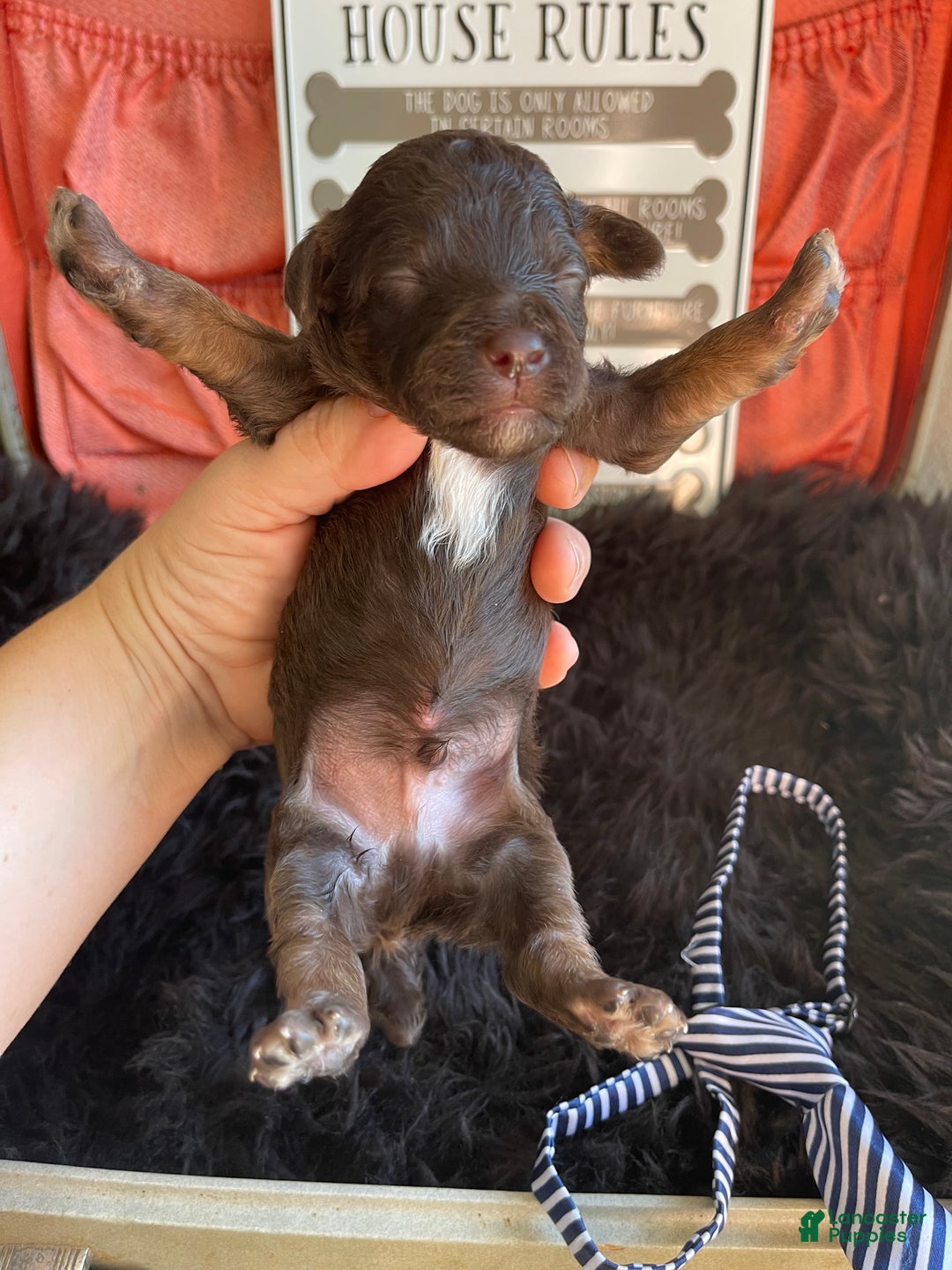 Miniature Poodle dogs for sale: Akc Clear Chocolate Phantom Boy 1 - Ad 14