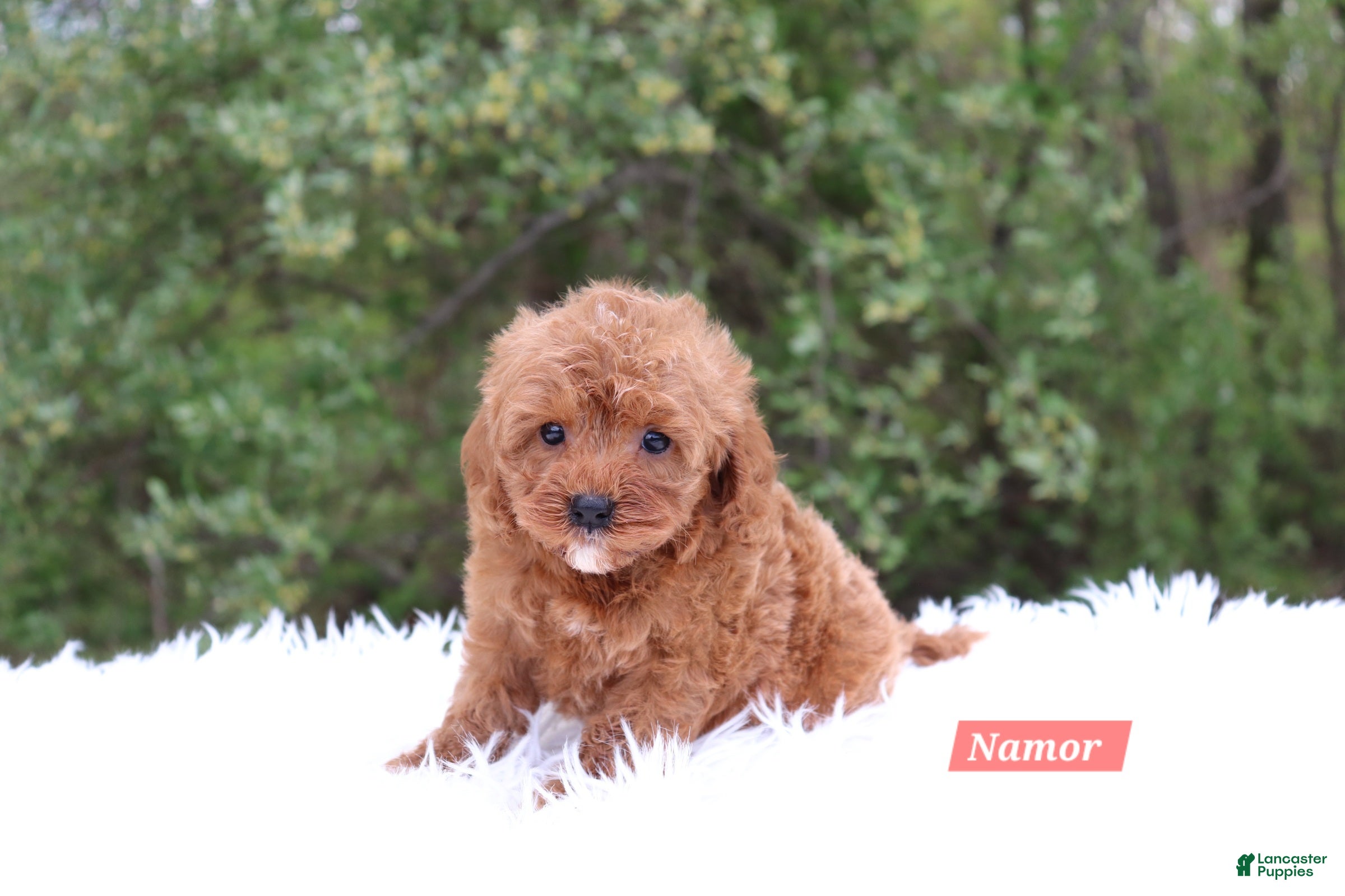 Cavapoo dogs for sale: Namor - Ad 3