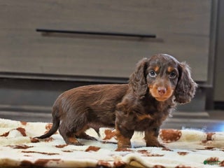 Miniature Dachshund dogs Frankie - Ad 33