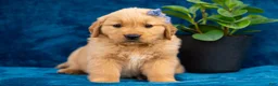 Golden Retriever dogs for sale: Tula - Ad 1