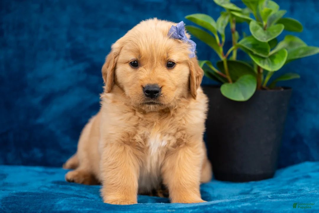Golden Retriever dogs for sale: Tula - Ad 1