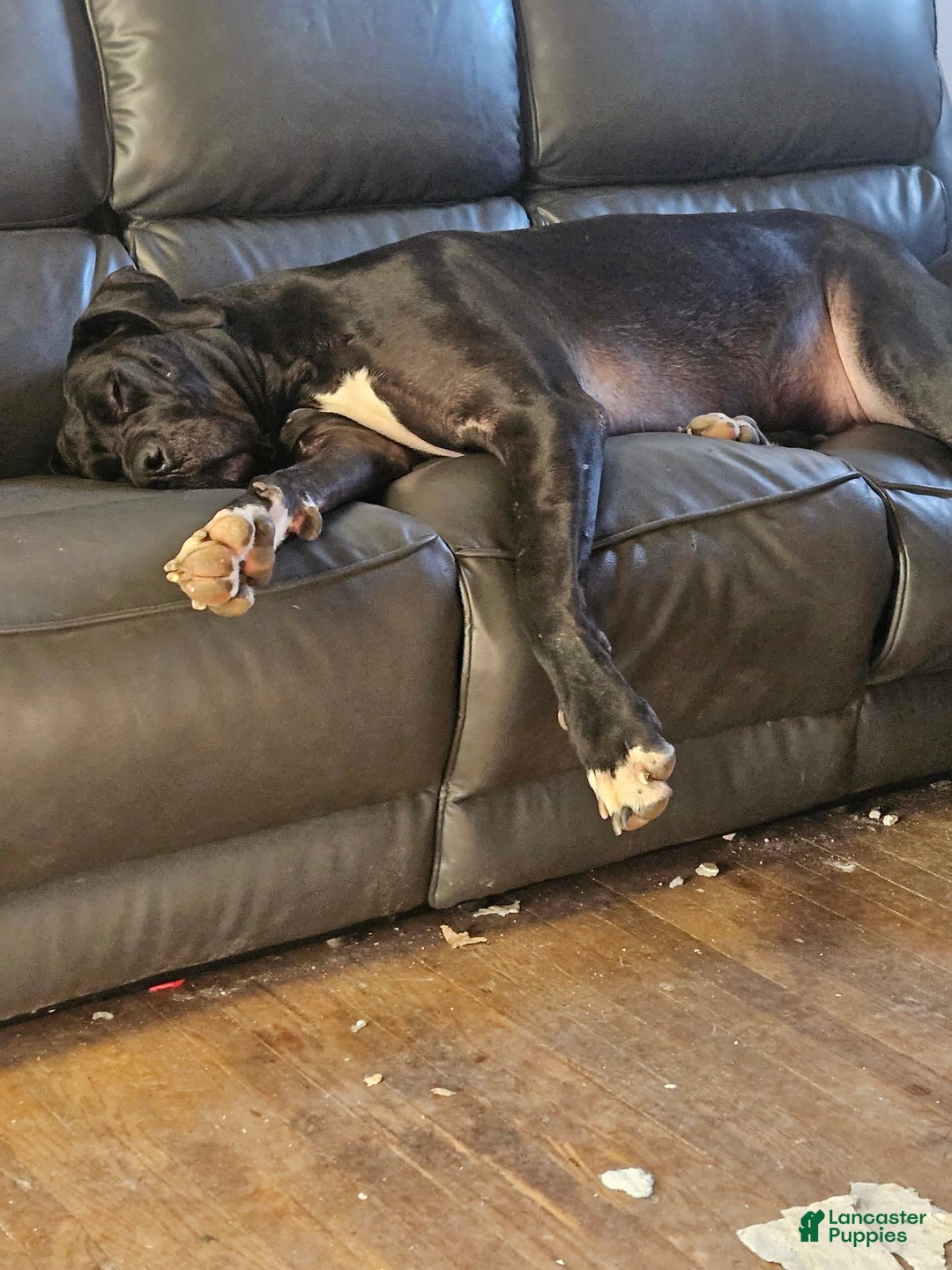 Gallery Image {{count}}