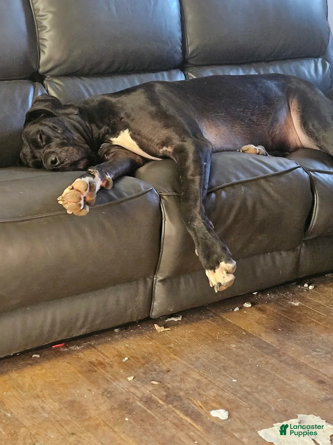 Gallery Image {{count}}