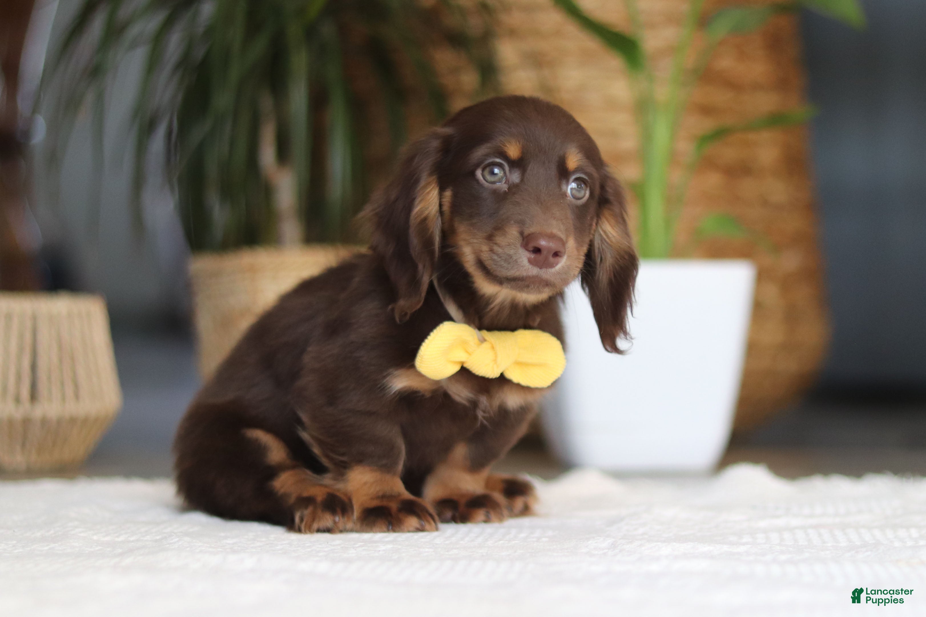 Miniature Dachshund dogs Glizzy - Ad 2
