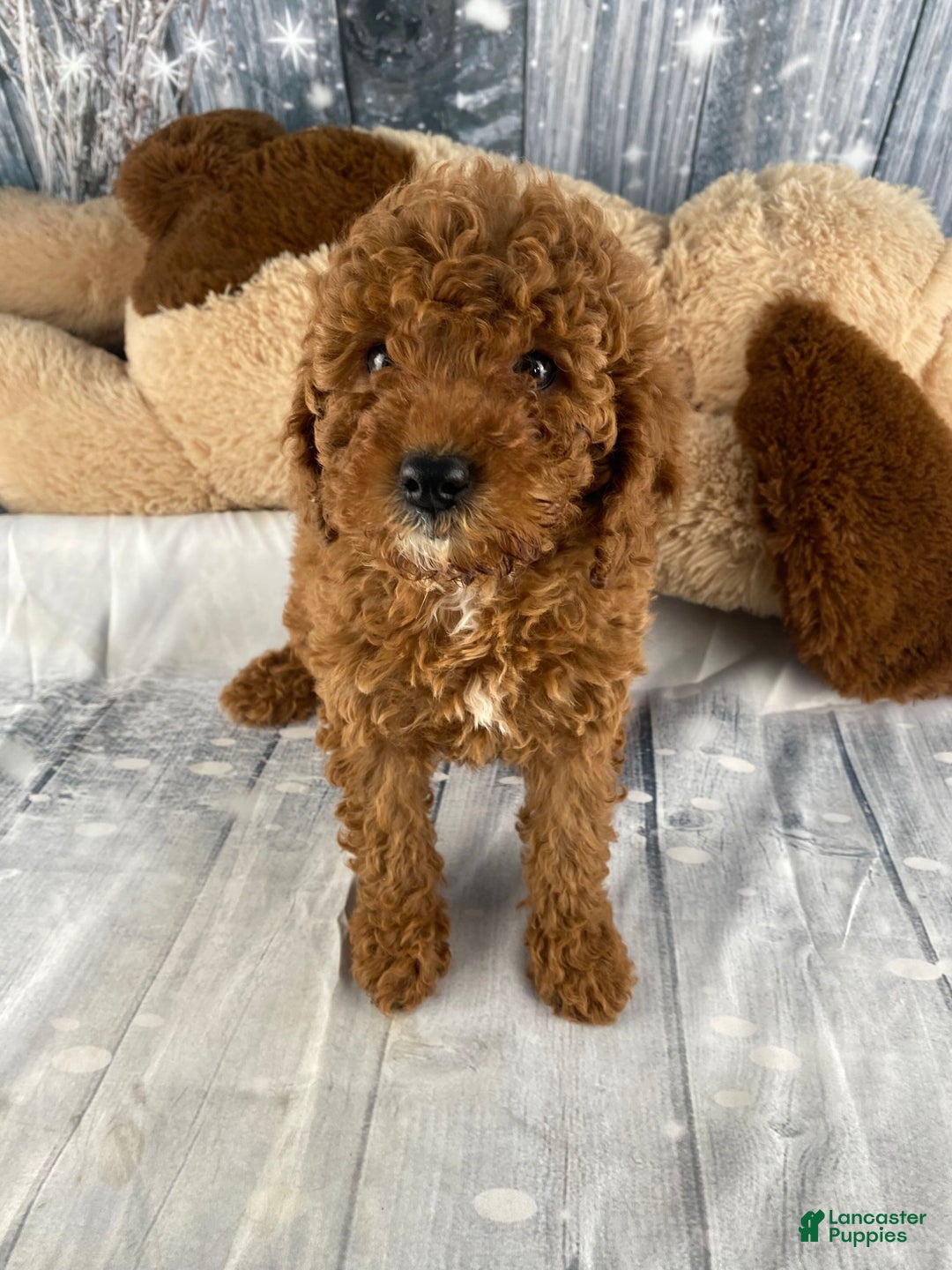 Miniature Poodle dogs for sale: Paisley - Ad 2