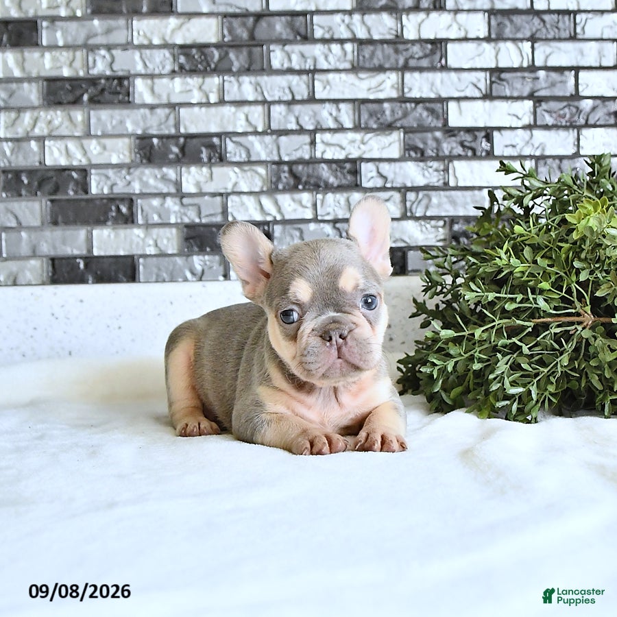 French Bulldog dogs Adora - Ad 1