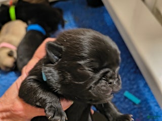 Pug dogs Pug Puppy 3 - Ad 41