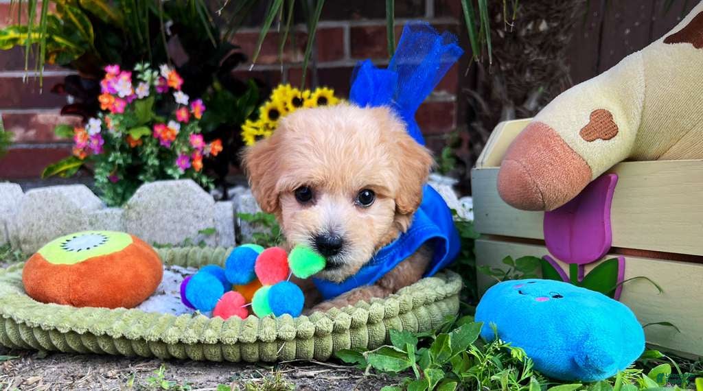 Maltipoo dogs for sale: Gucci - Ad 4