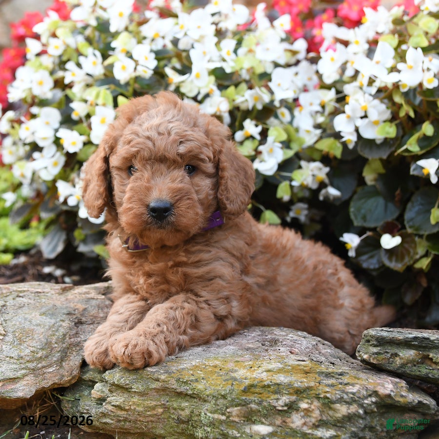 Mini Goldendoodle dogs Julie  - Ad 1