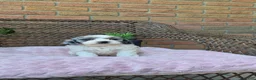 Cockapoo dogs for sale: Quinnie - Ad 9