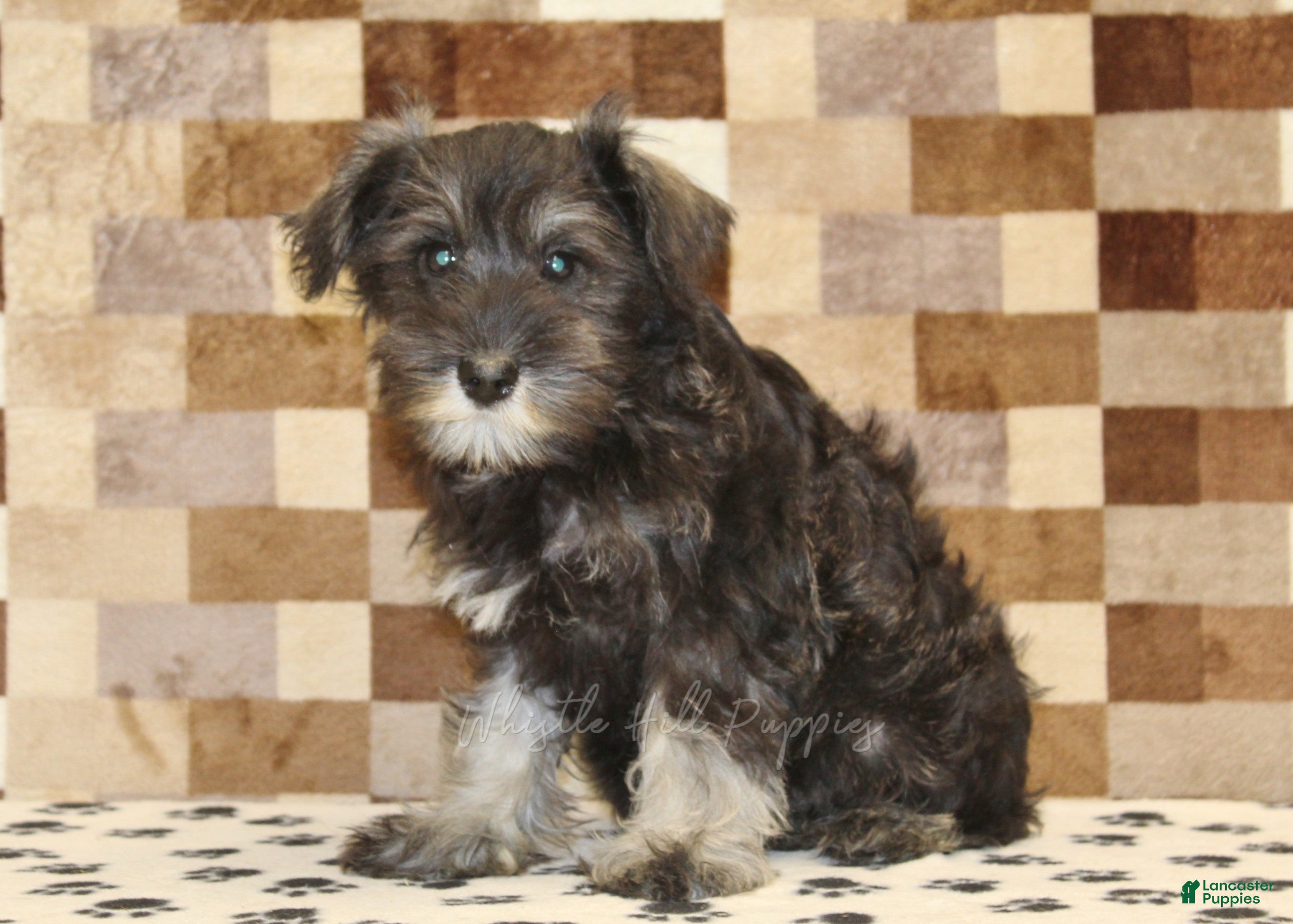 Miniature Schnauzer dogs Echo - Ad 1