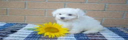Maltese dogs for sale: Roscoe💙 - Ad 3