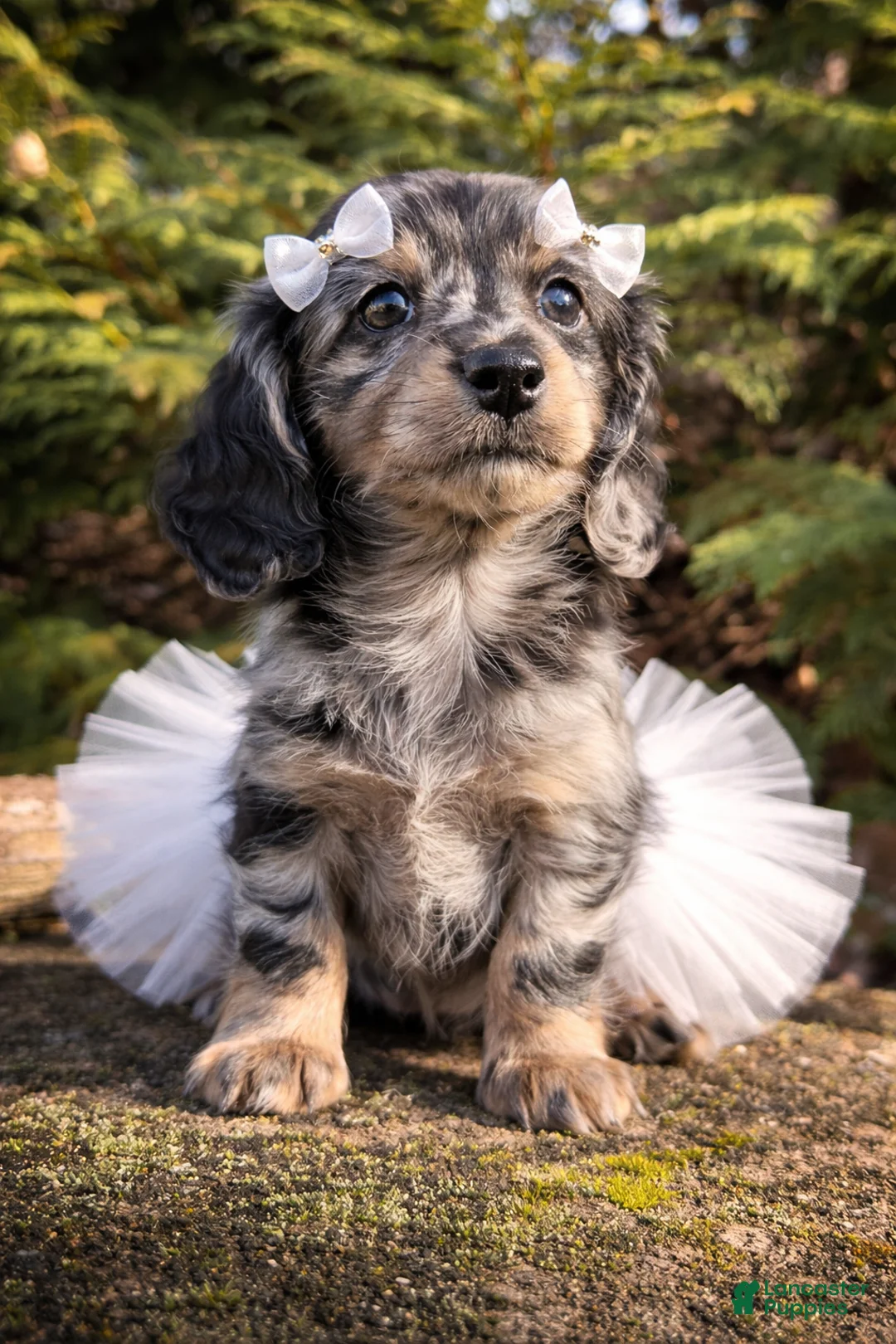 Miniature Dachshund dogs for sale: Daisy - Ad 1