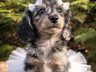 Miniature Dachshund dogs for sale: Daisy - Ad 2