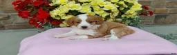 Aussiedoodle dogs for sale: Aussiedoodle 3 - Ad 1