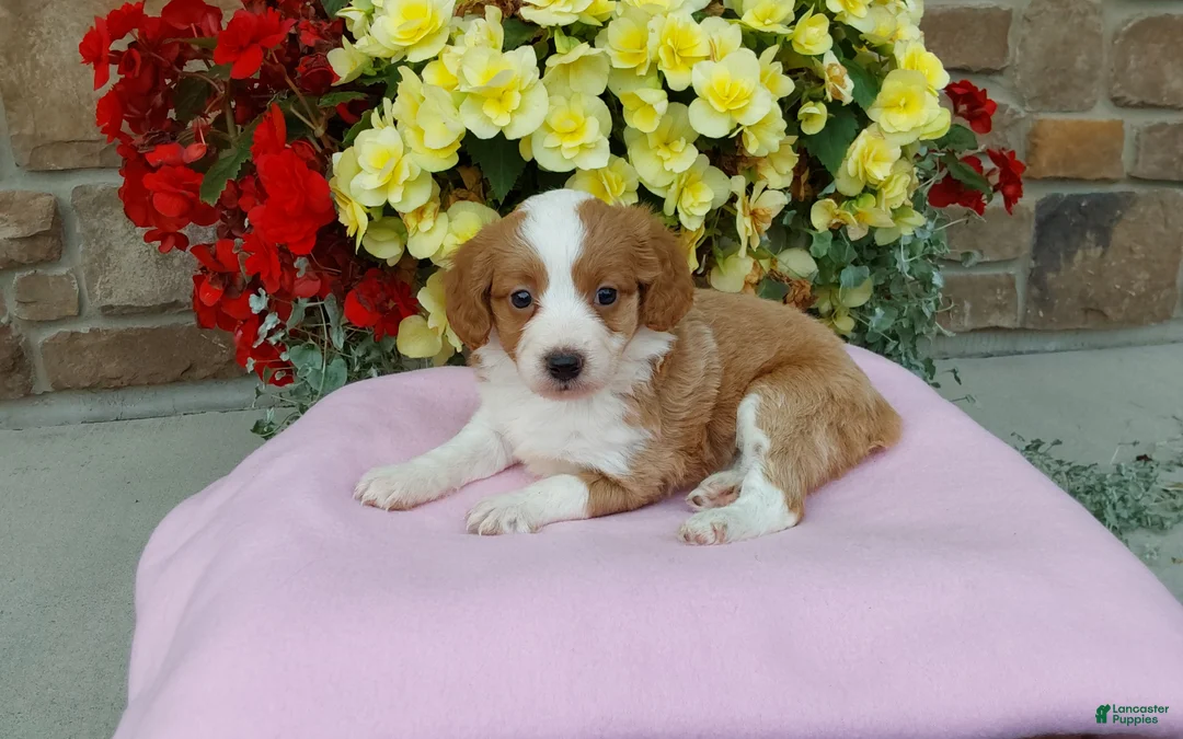 Aussiedoodle dogs for sale: Aussiedoodle 3 - Ad 1