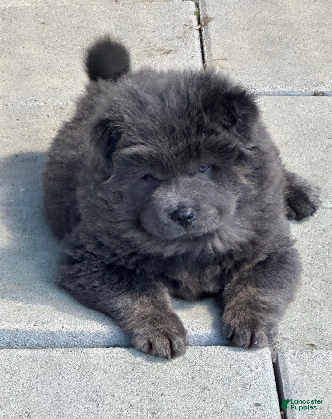 Chow Chow Top Ten Most Protective Dogs Aughty Dogs: Your Ultimate
