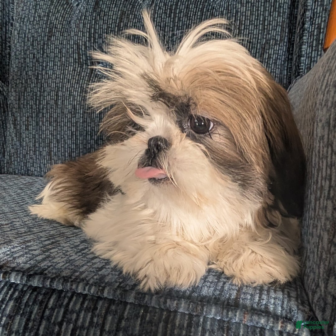 Shih Tzu dogs for sale: Tiggy - Ad 3