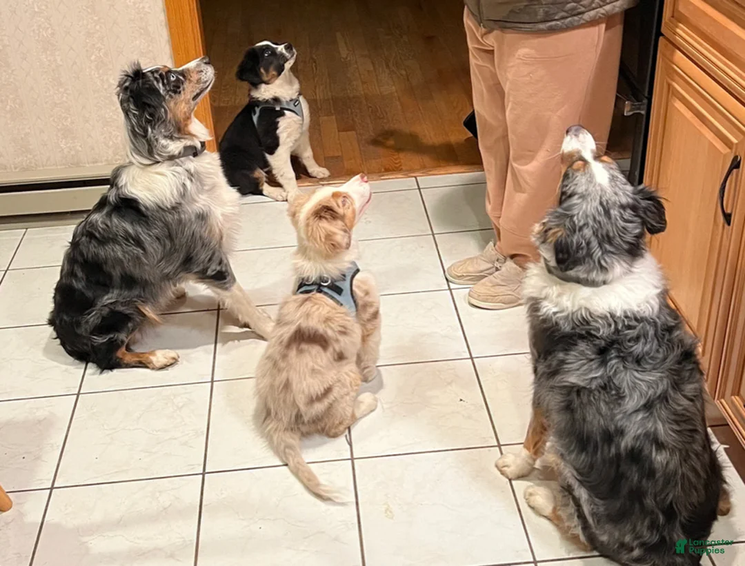 Gallery Image {{count}}