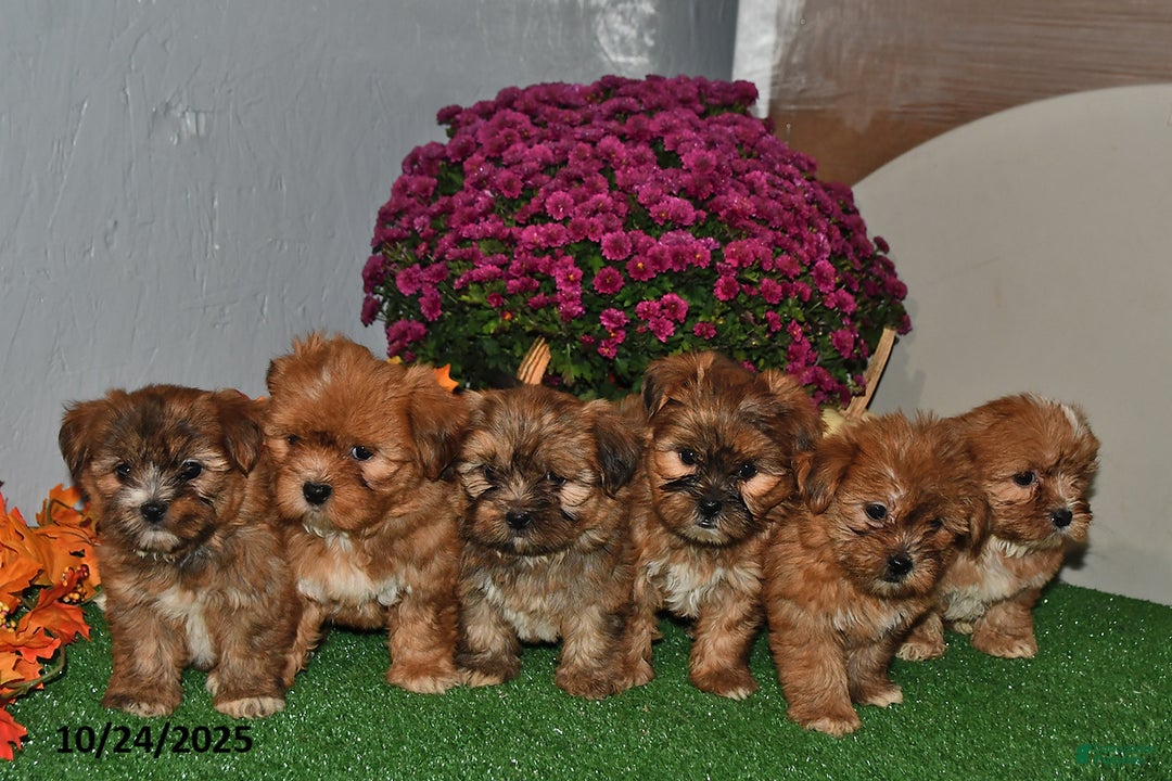 Shorkie dogs for sale: Smokey - Ad 2