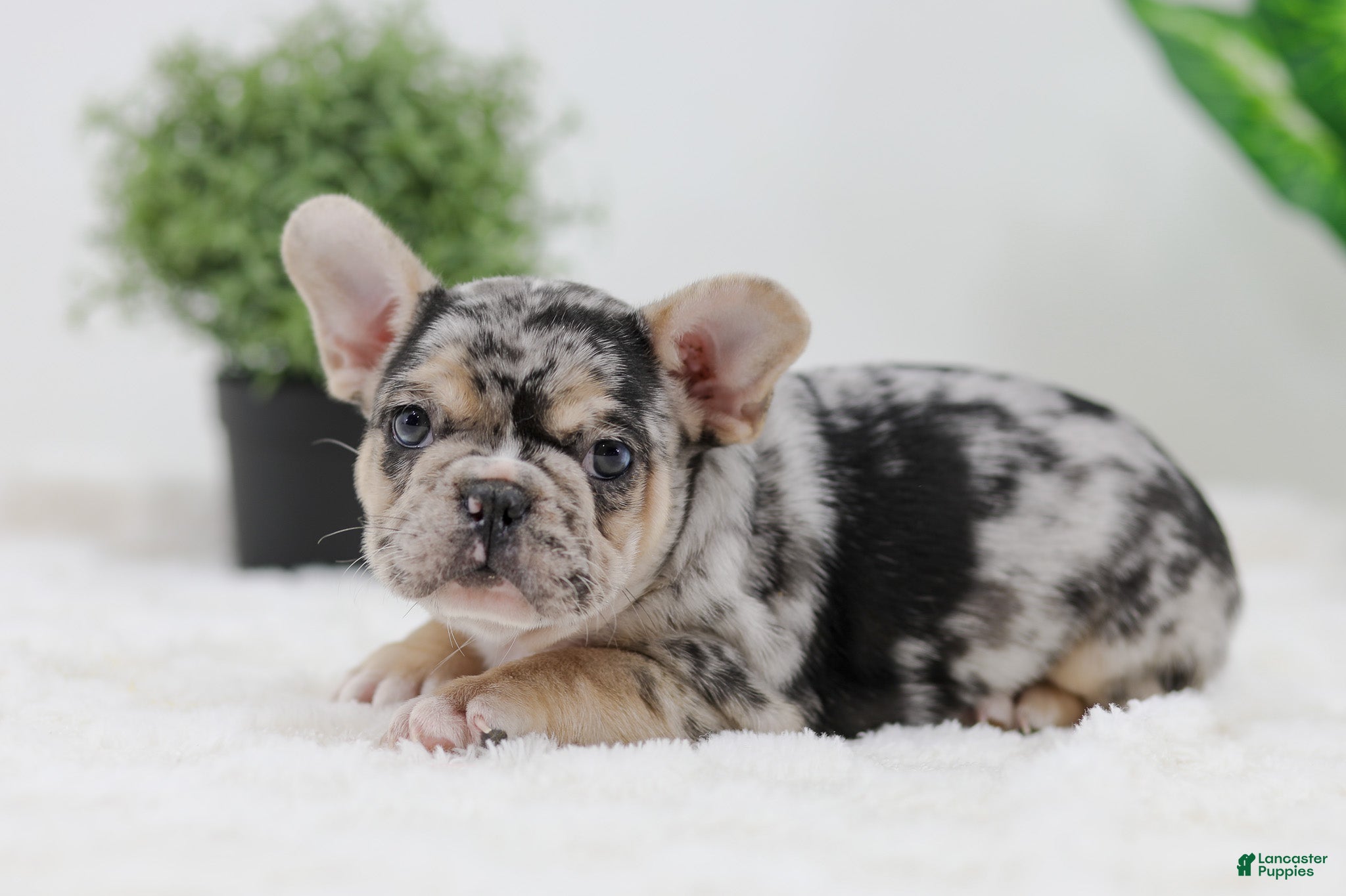 French Bulldog dogs Gus - Ad 1