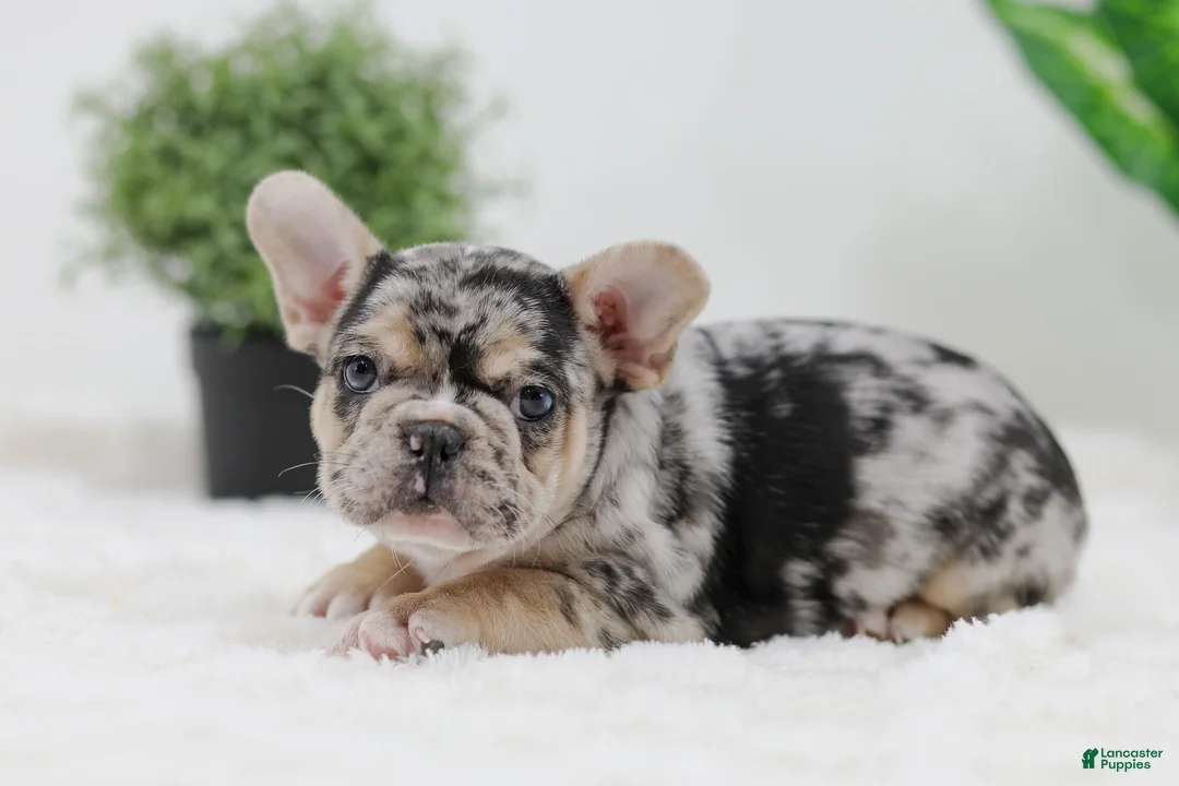 French Bulldog dogs for sale: Gus - Ad 1