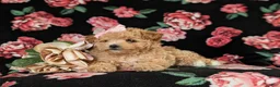 Maltipoo dogs for sale: Reese 8 lbs Full Grown - Ad 8