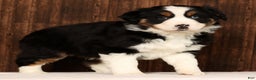 Miniature Australian Shepherd dogs for sale: Rio - Ad 4