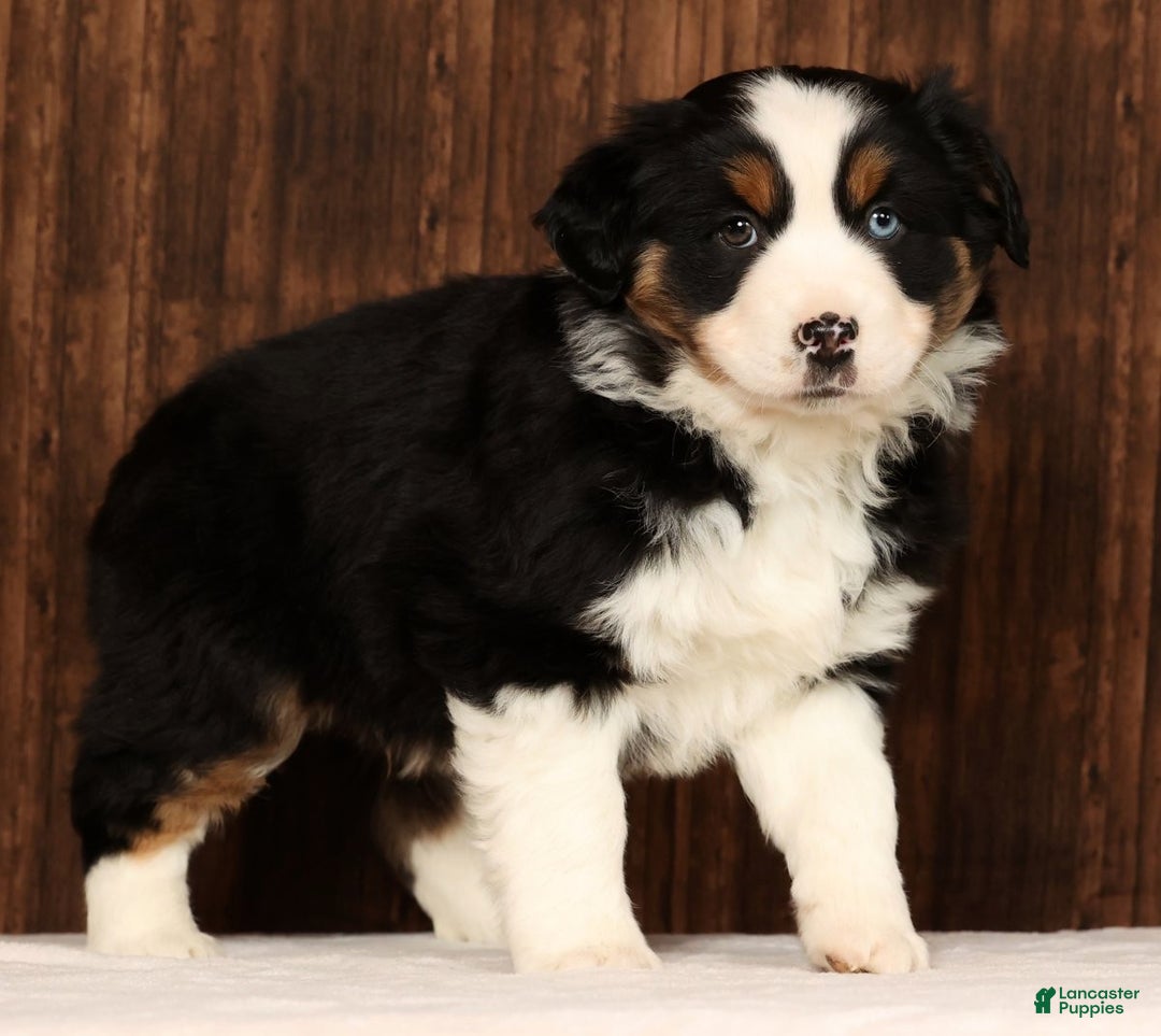 Miniature Australian Shepherd dogs for sale: Rio - Ad 4