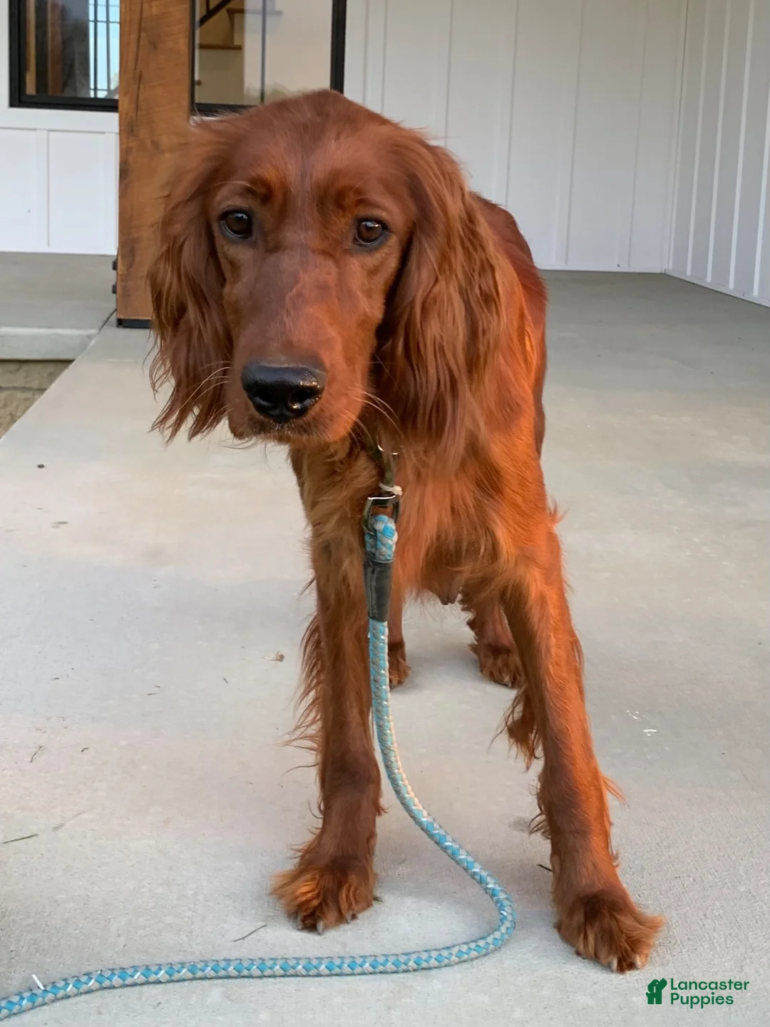 Irish Doodle dogs for sale: Douglas  - Ad 17