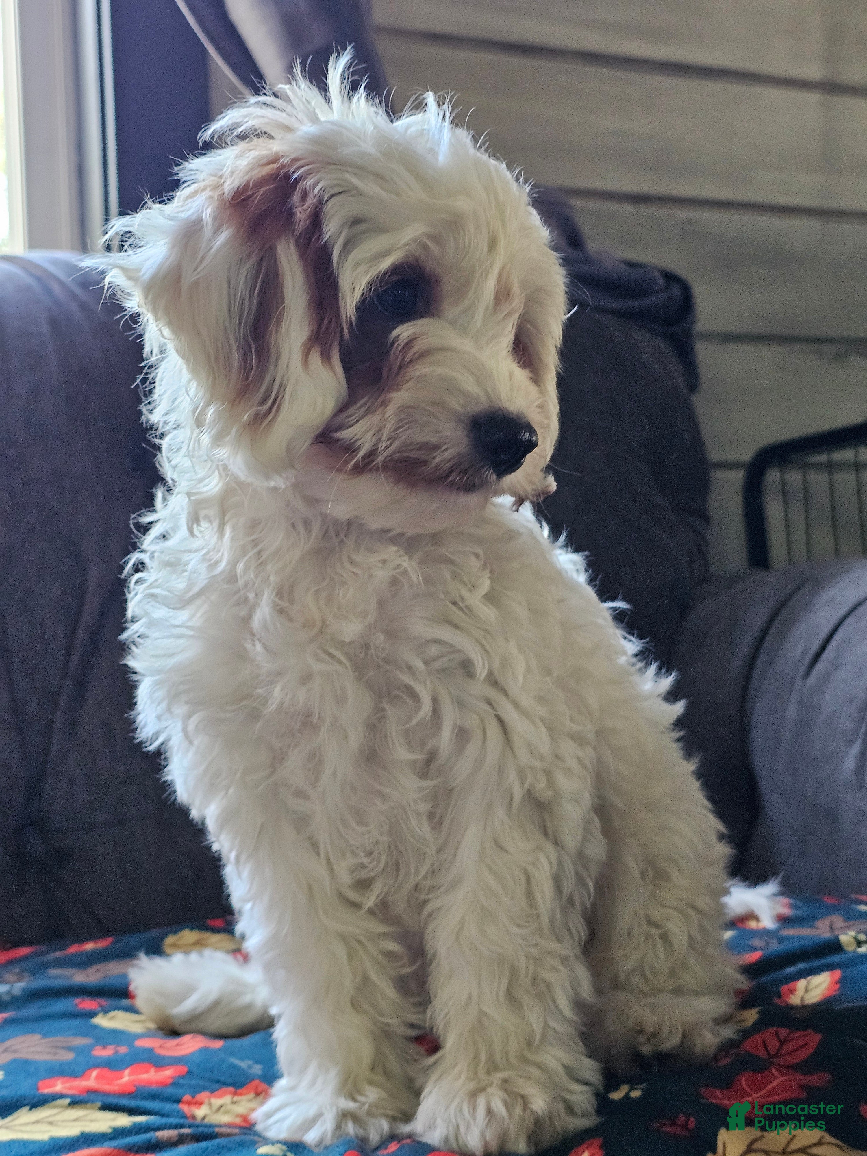 Cavapoo dogs Ice - Ad 2