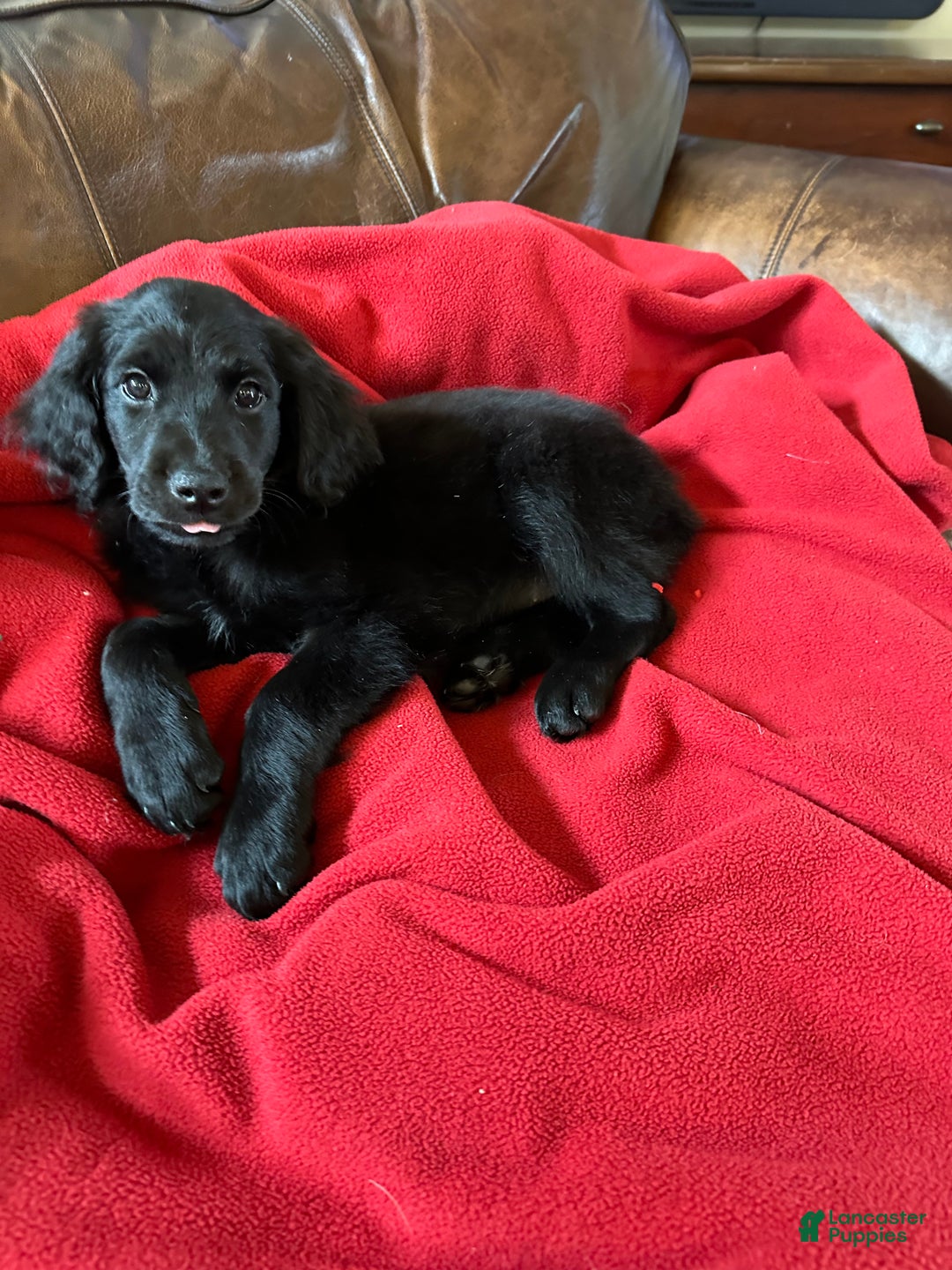 Goldendoodle dogs for sale: Yellow collar girl - Ad 8