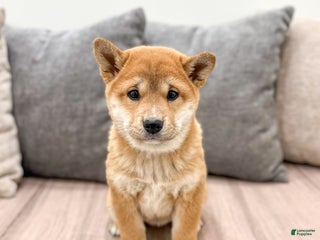 Shiba Inu dogs Marcie - Ad 15