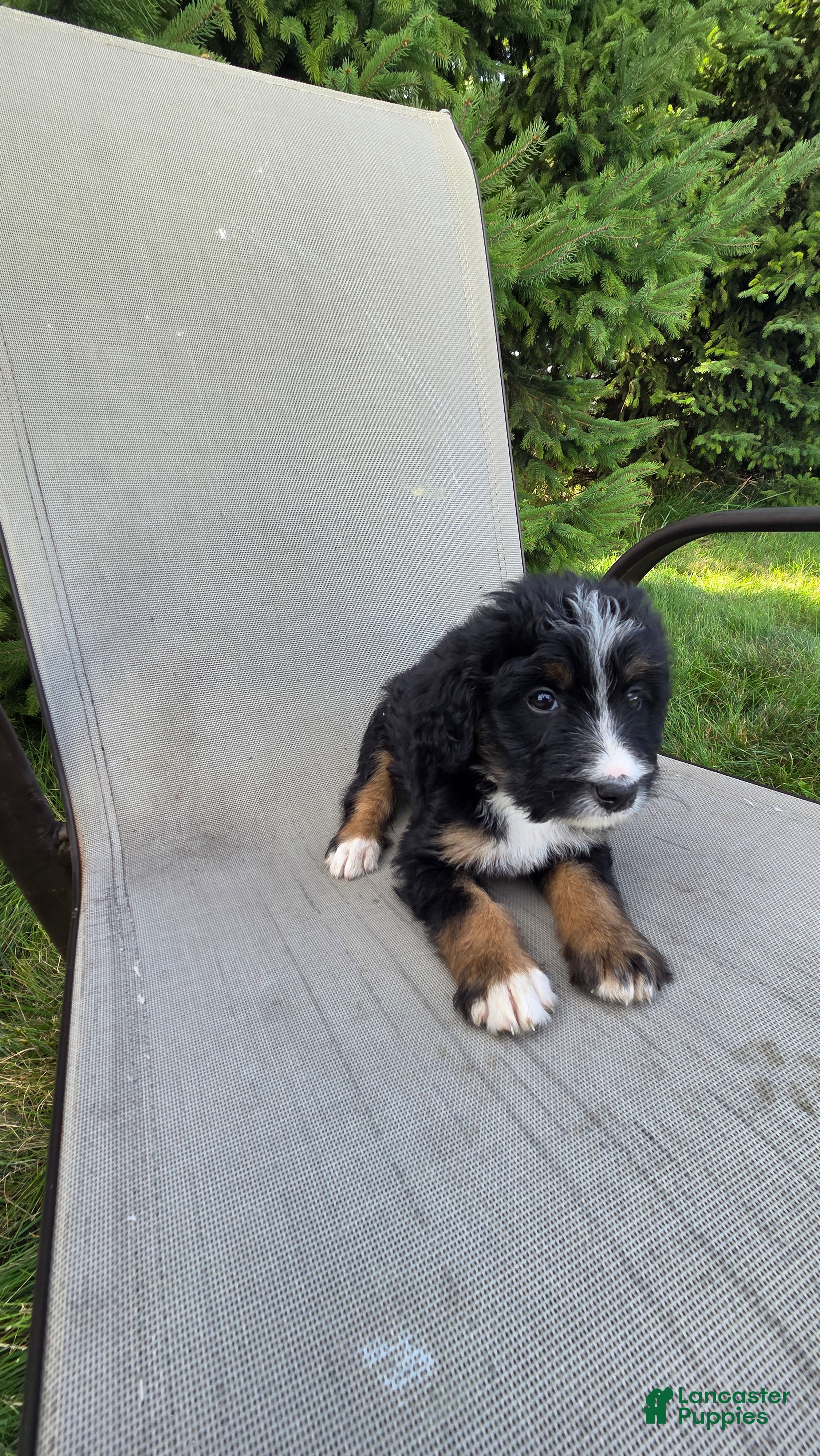Bernedoodle dogs for sale: Bernedoodle Purple - Ad 2