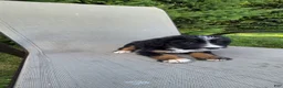 Bernedoodle dogs for sale: Bernedoodle Purple - Ad 1