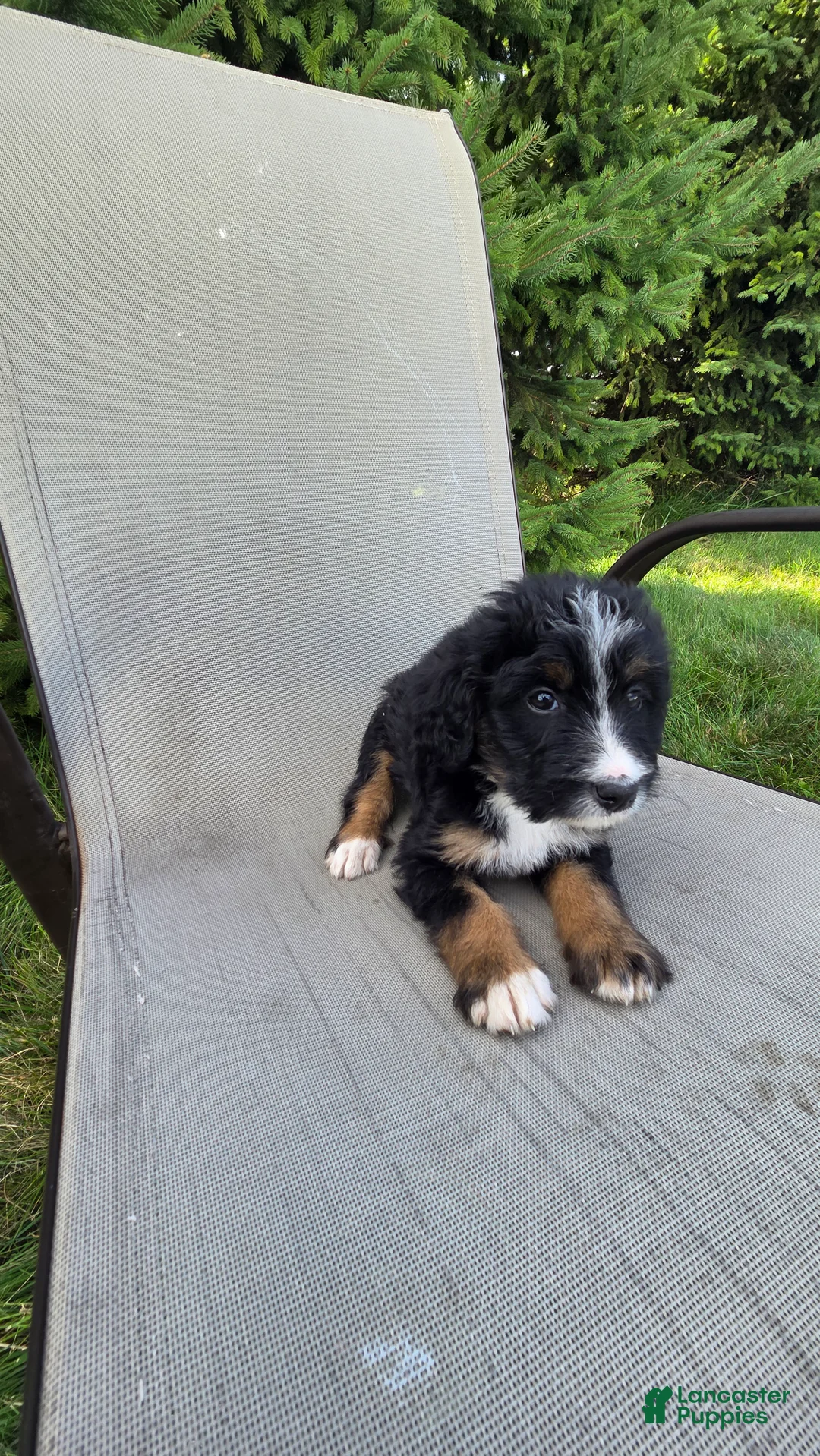 Bernedoodle dogs for sale: Bernedoodle Purple - Ad 1