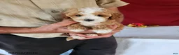 Cavapoo dogs for sale: Tyler - Ad 3