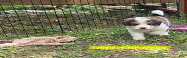 Yellow collar
