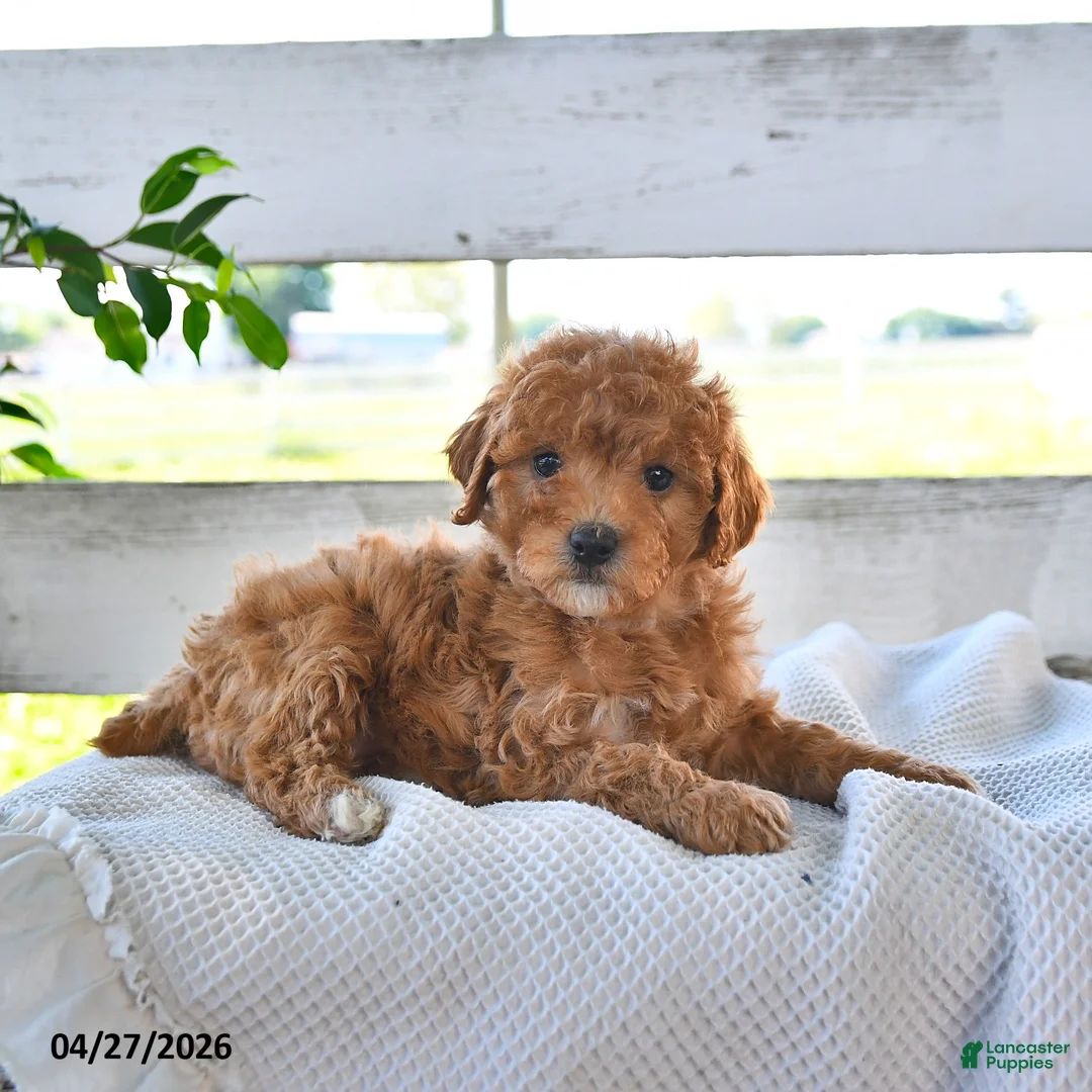 Miniature Poodle dogs for sale: Brianna - Ad 3
