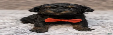 Claude 