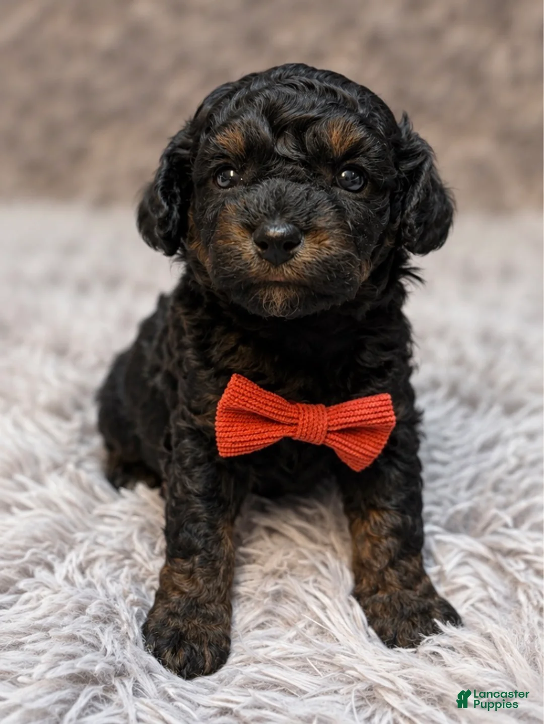 Toy Poodle dogs for sale: Claude  - Ad 1