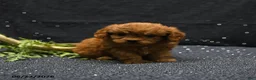 Cavapoo dogs for sale: Lucas - Ad 3